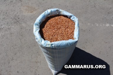 Гаммарус - наш основной продукт 1