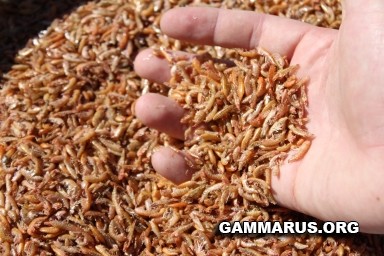 Гаммарус - наш основной продукт